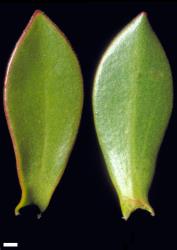 Veronica decumbens. Leaf surfaces, adaxial (left) and abaxial (right). Scale = 1 mm.
 Image: W.M. Malcolm © Te Papa CC-BY-NC 3.0 NZ